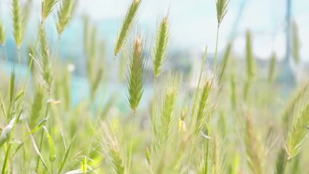 Campo de trigo prado primavera movendo-se no dia ensolarado do vento, cultivo agrícola — Vídeo de Stock