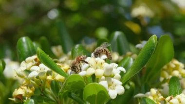 Pittosporum çiçeklerinden polen nektarı toplarken bal arıları, hayvan tozlaşması