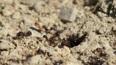 Kara Karınca Tepesi 'nin makro görüntüsünü kapatın. Yerdeki yuvada çalışıyor. Hayvan böcekleri, vahşi yaşam. 