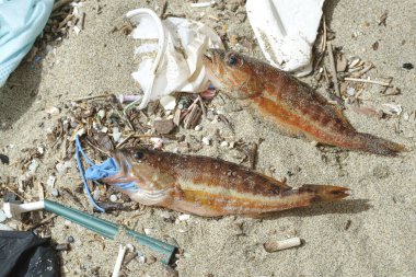 Akdeniz levrek balığı ölmüş. Plastik eldiven atıkları kirlenmiş deniz ortamında kirlenmiş. Doğa kirliliği.