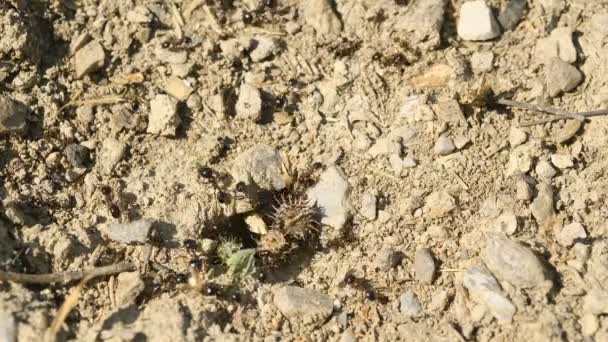 Вид сверху на холм черных муравьев, работающих на земле, населяющих дикую природу — стоковое видео