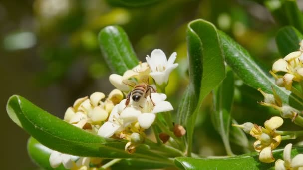 Miele che raccoglie polline dai fiori delle piante pittosporum, impollinazione degli insetti animali, Natura — Video Stock