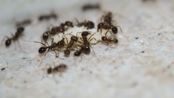 Колония черных муравьев, работающая над куском выброшенной пищи, дикой природой насекомых, природой — стоковое видео