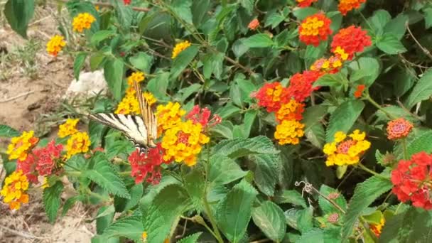 Vahşi papilio machaon kelebeği yaz çiçeklerinin üzerinde uçuyor çayırlarda, doğa böcek hayvanları vahşi yaşam — Stok video