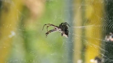 Spider insect macro view while hunting on his web in wild ecosystem,wildlife 