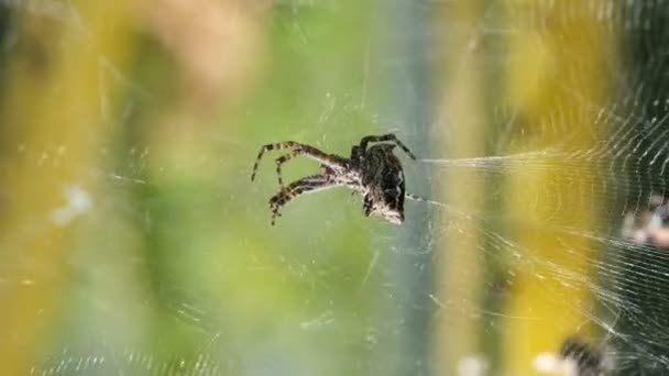 Spider insect macro view while hunting on his web in wild ecosystem,wildlife — Stock Video