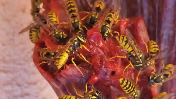 Wilde wespen kolonie tijdens het eten van vlees verspilling, dier insecten milieu — Stockvideo