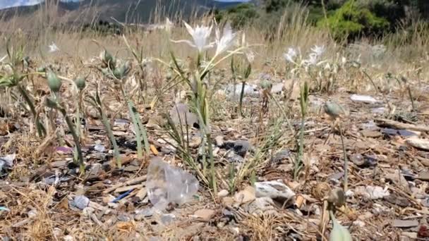 Taza de plástico y desechos desechados en el ecosistema de plantas marinas, desechos ambientales — Vídeos de Stock