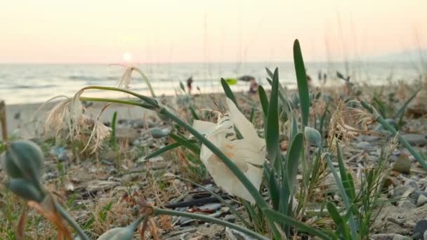 일몰 때 해수 식물 생태계에 버려진 플라스틱 컵 과 잡동사니, 환경 폐기물 — 비디오