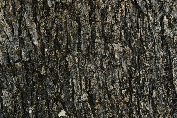 Corteccia di olivo selvatico invecchiato texture, legno naturale sfondo modello carta da parati, cilento italia — Foto Stock