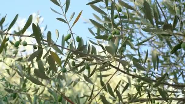 Włoski gałąź drzew oliwnych porusza się w wietrzny słoneczny dzień, produkcja oliwy z oliwek z pierwszego tłoczenia, surowa żywność bio — Wideo stockowe