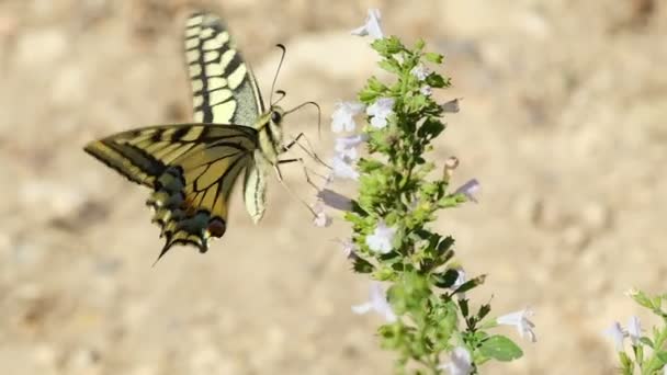 Dziki papilio machaon motyl latający nad łąką kwiaty, owady zwierząt dzika przyroda makro spowolnienie — Wideo stockowe