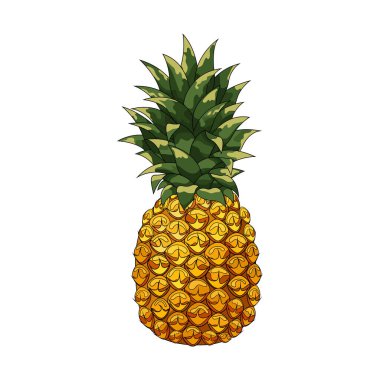 ananas vektör illüstrasyonu