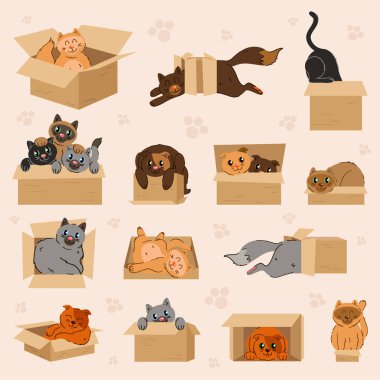 Kutudaki kedi. Vektör