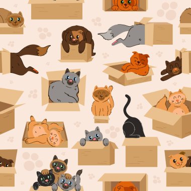 Kutudaki kedi. Vektör