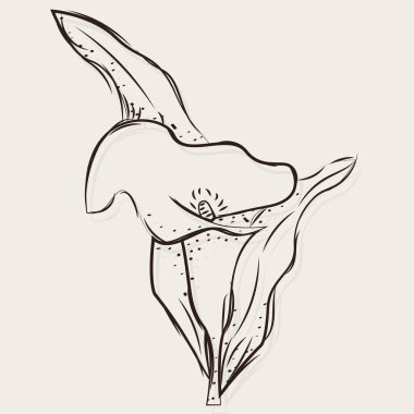 Ayrı bir çiçek çizimi.