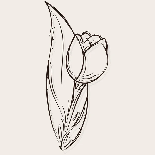 Skizze einer Rosenblume — Stockvektor