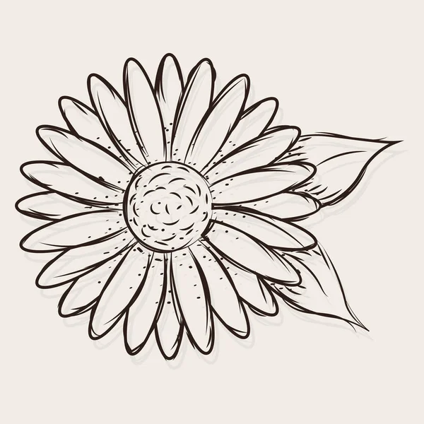 Croquis isolé d'une fleur de marguerite — Image vectorielle