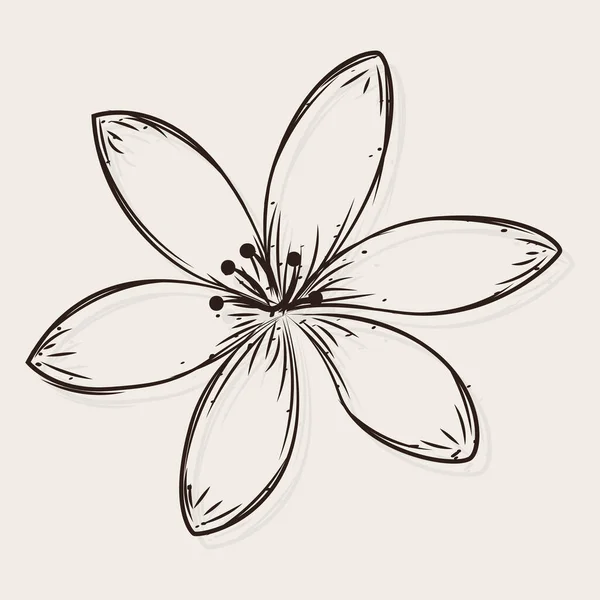 Croquis isolé d'une fleur — Image vectorielle