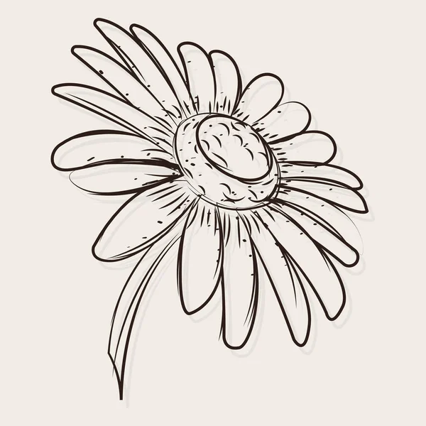 Esbozo aislado de una flor de margarita — Archivo Imágenes Vectoriales