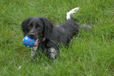 Brittany spaniel