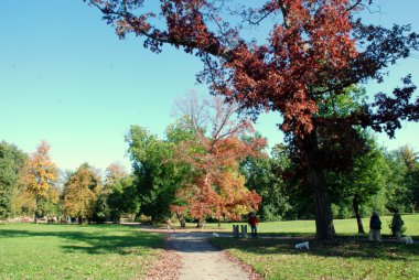 ağaçlarda sonbahar