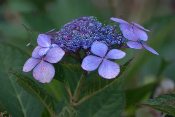 만발 한 꽃 — 스톡 사진