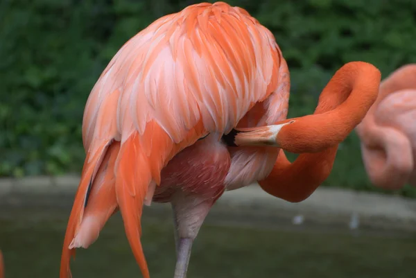 Flamant rose — Photo