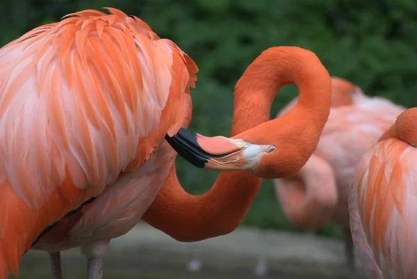 Flamant rose — Photo