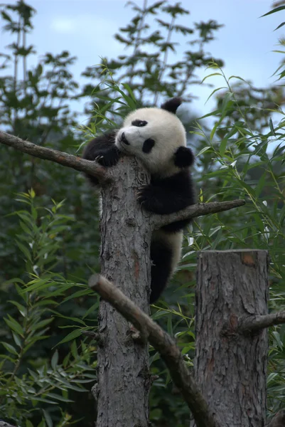 Mladí panda — Stock fotografie