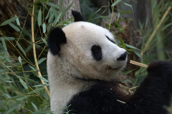 Panda Velká — Stock fotografie