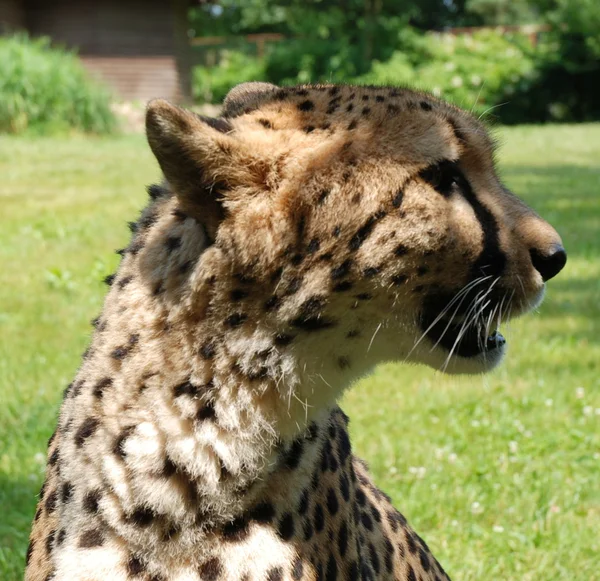 Sittande gepard — Stockfoto