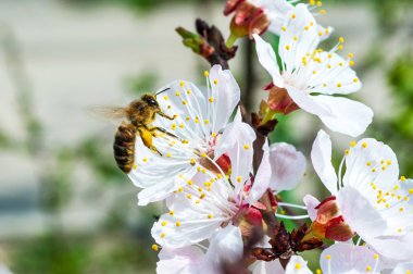 Çiçeklenme üzerinde kayısı arı tre