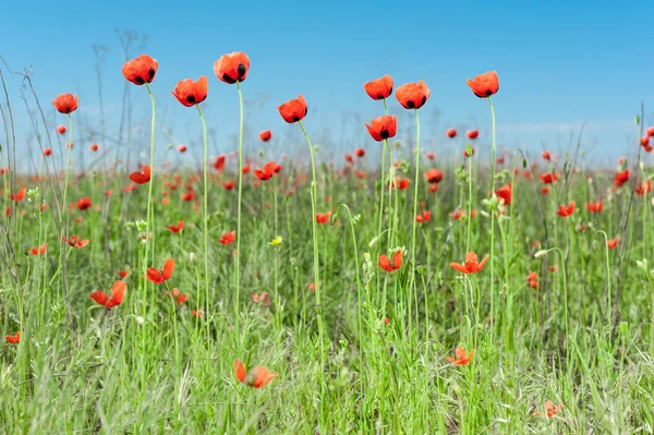 Wilder roter Mohn — Stockfoto