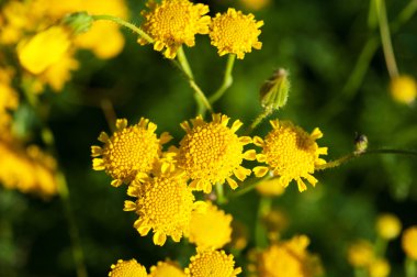 Sarı kır çiçekleri, makro çekim