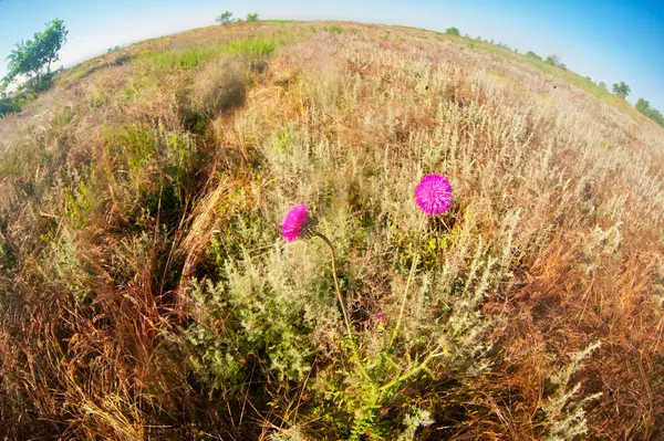 Distelblume, abgerundeter Horizont — Stockfoto