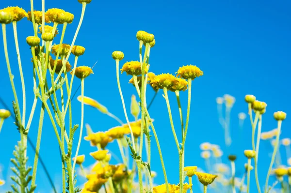 黄色の野生の花マクロ撮影 — ストック写真