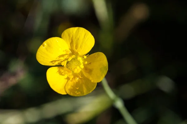 Flores silvestres amarelas, tiro macro — Fotografia de Stock
