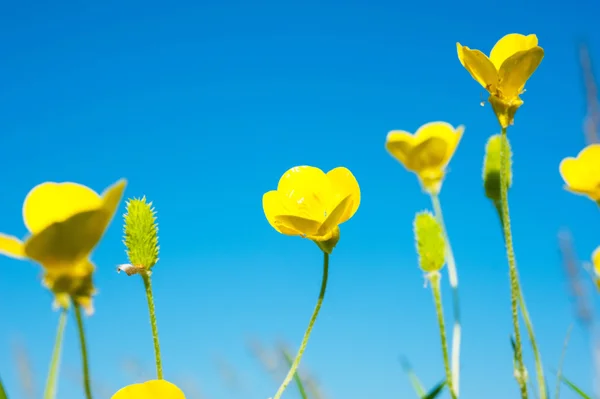 Sarı kır çiçekleri, makro çekim — Stok fotoğraf