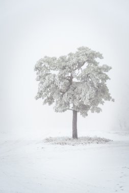 Çam ağacı, kış.