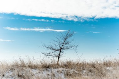 Kış alanı ağacında