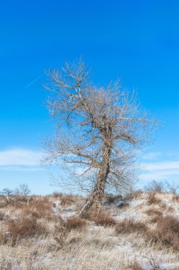 Kış alanı ağacında