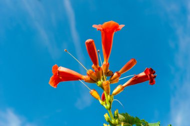 gökyüzü arka plan üzerinde kırmızı çiçek