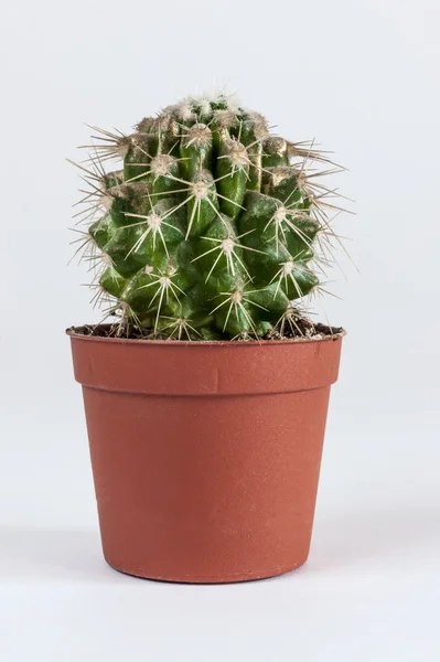 Zöld kaktusz virágcserép — Stock Fotó