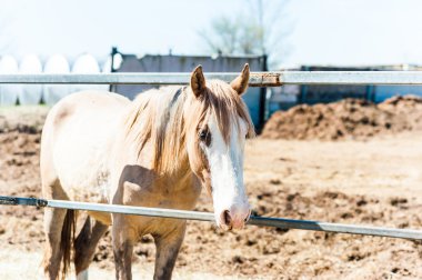 Açık kahverengi at