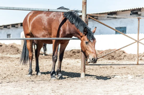 Braunes Pferd — Stockfoto