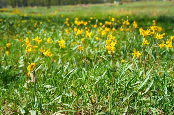 Feld aus gelben Tulpen — Stockfoto