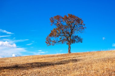 Yalnız ağaç. Mavi gökyüzü arka plan