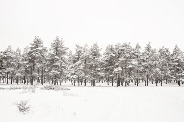 Kış orman, bulutlu