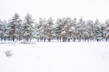 Kış orman, bulutlu